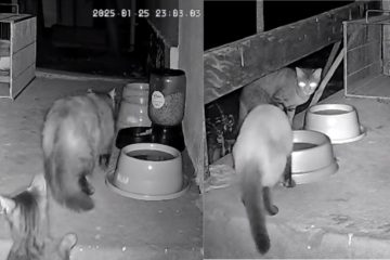 Mais de 30 gatos são remanejados em megaoperação durante ampliação do Aeroporto de Congonhas