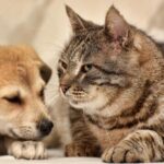Pátio Paulista realiza nova edição de Pet Day com adoção de cães e gatos