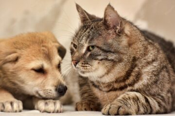 Pátio Paulista realiza nova edição de Pet Day com adoção de cães e gatos