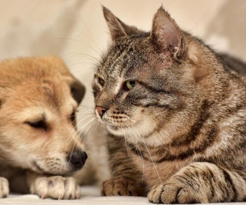 Pátio Paulista realiza nova edição de Pet Day com adoção de cães e gatos