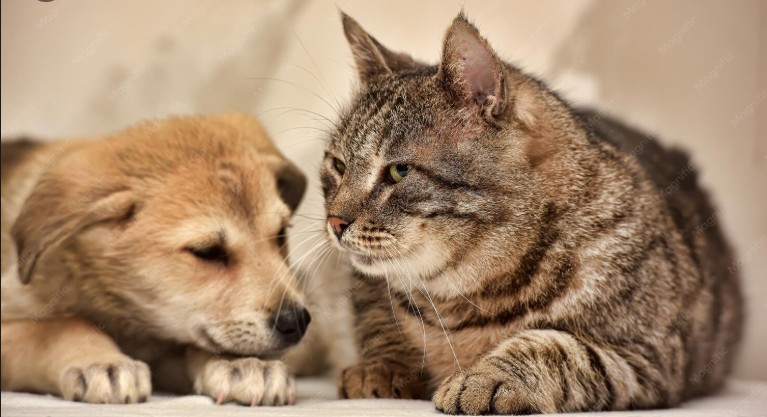 Pátio Paulista realiza nova edição de Pet Day com adoção de cães e gatos