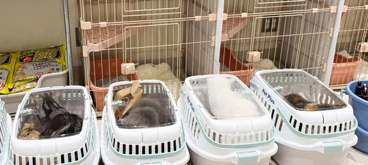 Gatos são salvos de shopping em ruínas, dias após terremoto no Japão