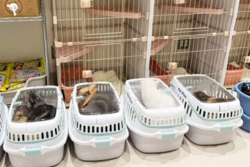 Gatos são salvos de shopping em ruínas, dias após terremoto no Japão