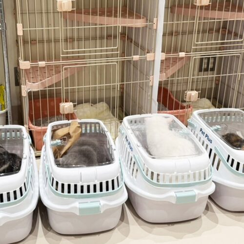 Gatos são salvos de shopping em ruínas, dias após terremoto no Japão