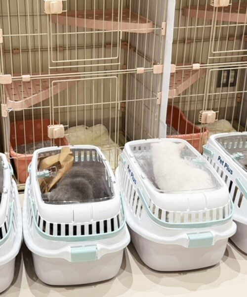 Gatos são salvos de shopping em ruínas, dias após terremoto no Japão