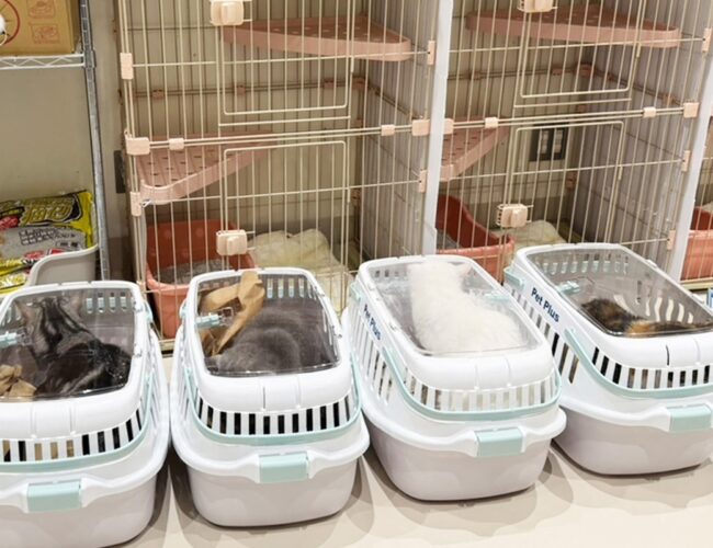 Gatos são salvos de shopping em ruínas, dias após terremoto no Japão