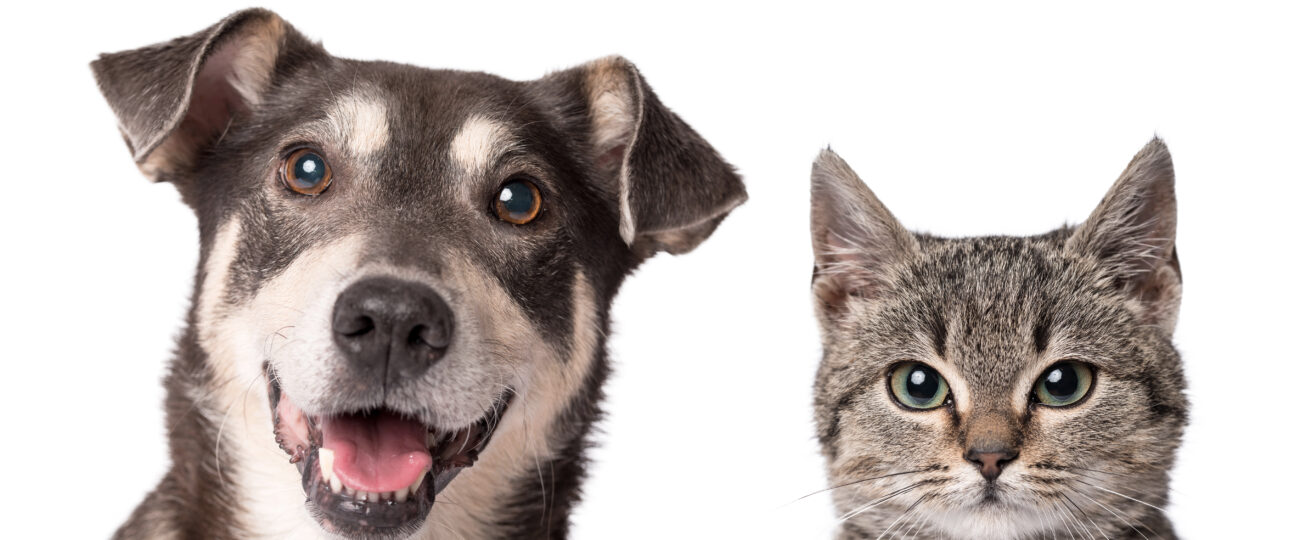 Pátio Paulista Realiza Nova Edição de Adoção Responsável de Cães e Gatos