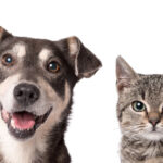 Pátio Paulista Realiza Nova Edição de Adoção Responsável de Cães e Gatos