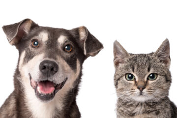 Pátio Paulista Realiza Nova Edição de Adoção Responsável de Cães e Gatos
