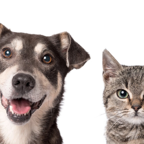Pátio Paulista Realiza Nova Edição de Adoção Responsável de Cães e Gatos