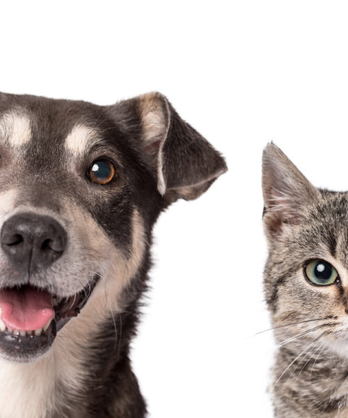 Pátio Paulista Realiza Nova Edição de Adoção Responsável de Cães e Gatos
