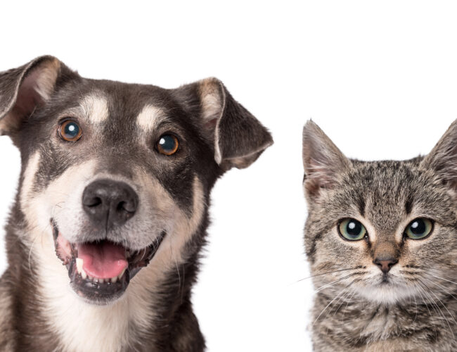 Pátio Paulista Realiza Nova Edição de Adoção Responsável de Cães e Gatos