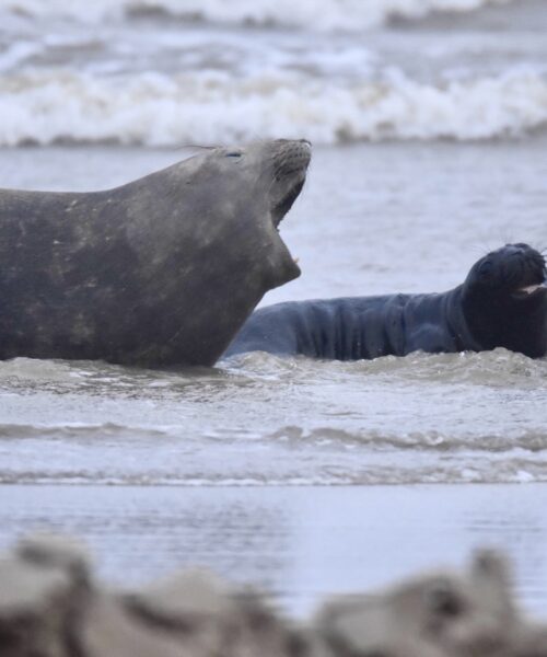 Filhote de elefante-marinho nasce na praia do Cassino, no Rio Grande do Sul